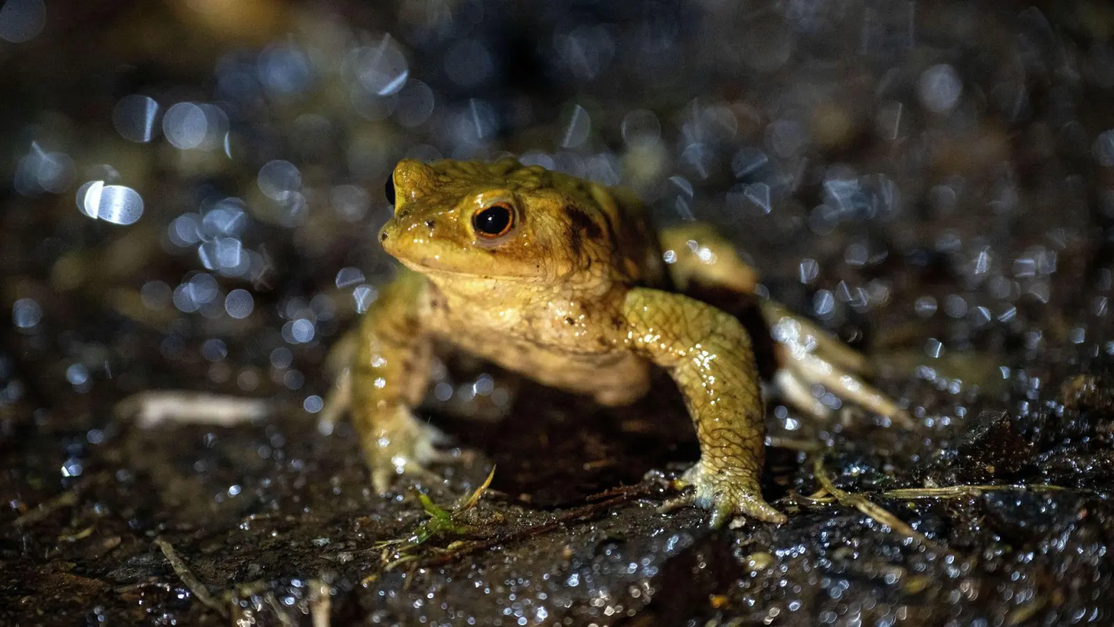 Das mildere Wetter animiert vielerorts in Bayern Frösche und Kröten zu ihren alljährlichen Wanderungen. (Archivbild)  (Foto: Pia Bayer/dpa)