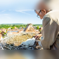 Erwin Taube beringt einen der Jungstörche, die sich während der Aktion totstellen. (Foto: Evi Lemberger)