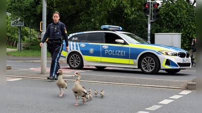 Bis zum Aschaffenburger Mainufer begleiteten die Beamten die Gänse. (Foto: Ralf Hettler/dpa)