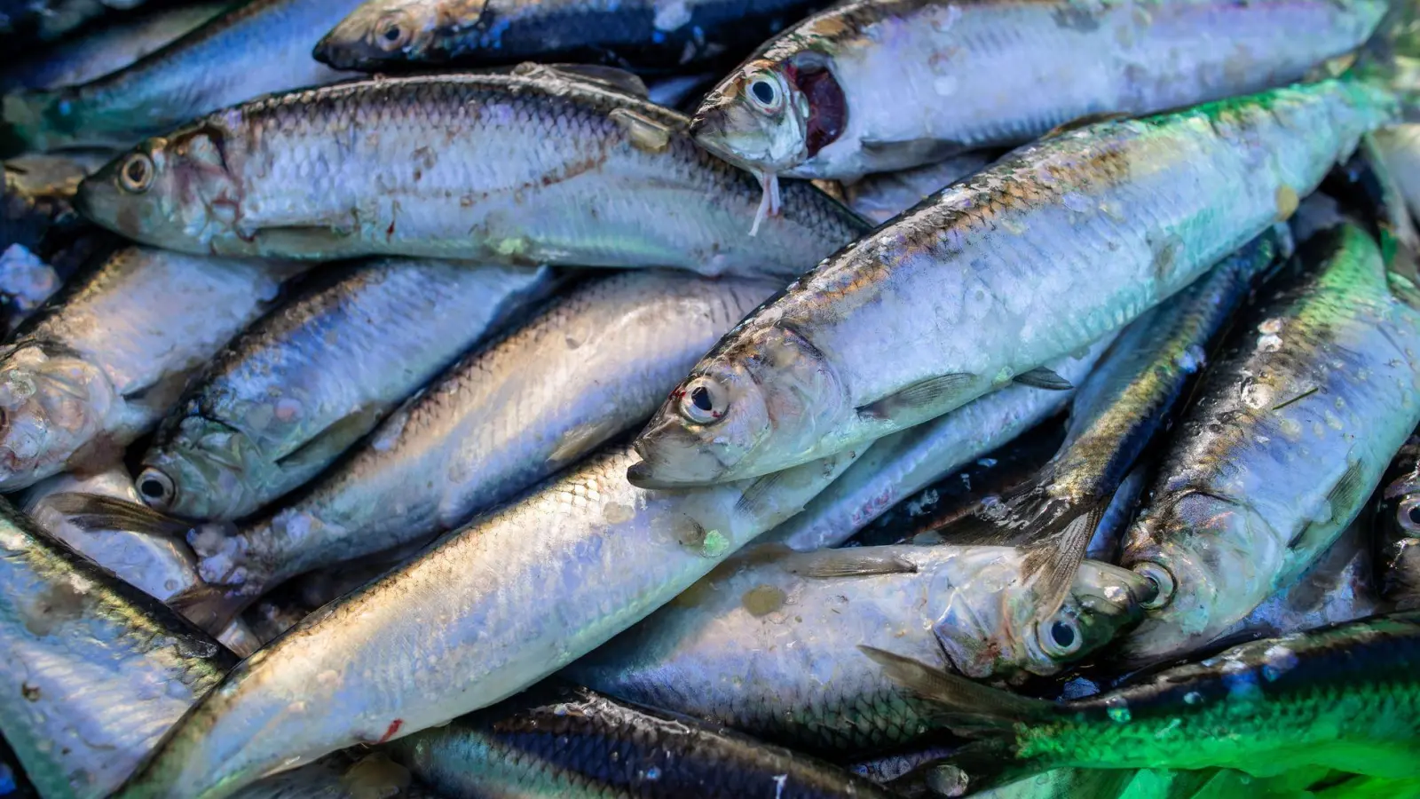 Das Abkommen soll die Fischerei nachhaltiger machen. (Symbolbild) (Foto: Jens Büttner/dpa-Zentralbild/dpa)