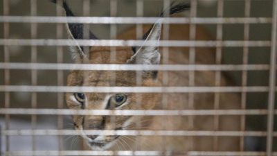 18 Stunden ist Karakal „Feder” in einer Transportbox in ihr neues Zuhause in Spanien unterwegs. (Foto: News5/Markus Zahn)
