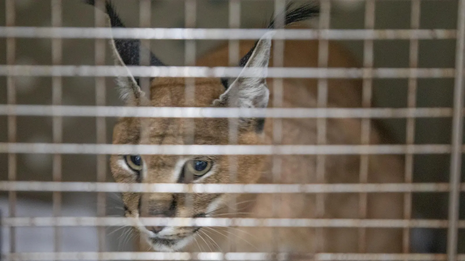 18 Stunden ist Karakal „Feder” in einer Transportbox in ihr neues Zuhause in Spanien unterwegs. (Foto: News5/Markus Zahn)