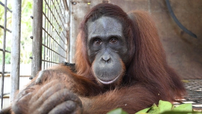 Orang-Utan Gonzales. Im Regenwald der riesigen Insel hat BOS vor wenigen Tagen den 500. Menschenaffen im Nationalpark Bukit Baka Bukit Raya in Zentral-Kalimantan, dem indonesischen Teil von Borneo, ausgewildert. (Foto: BOS Foundation/dpa)