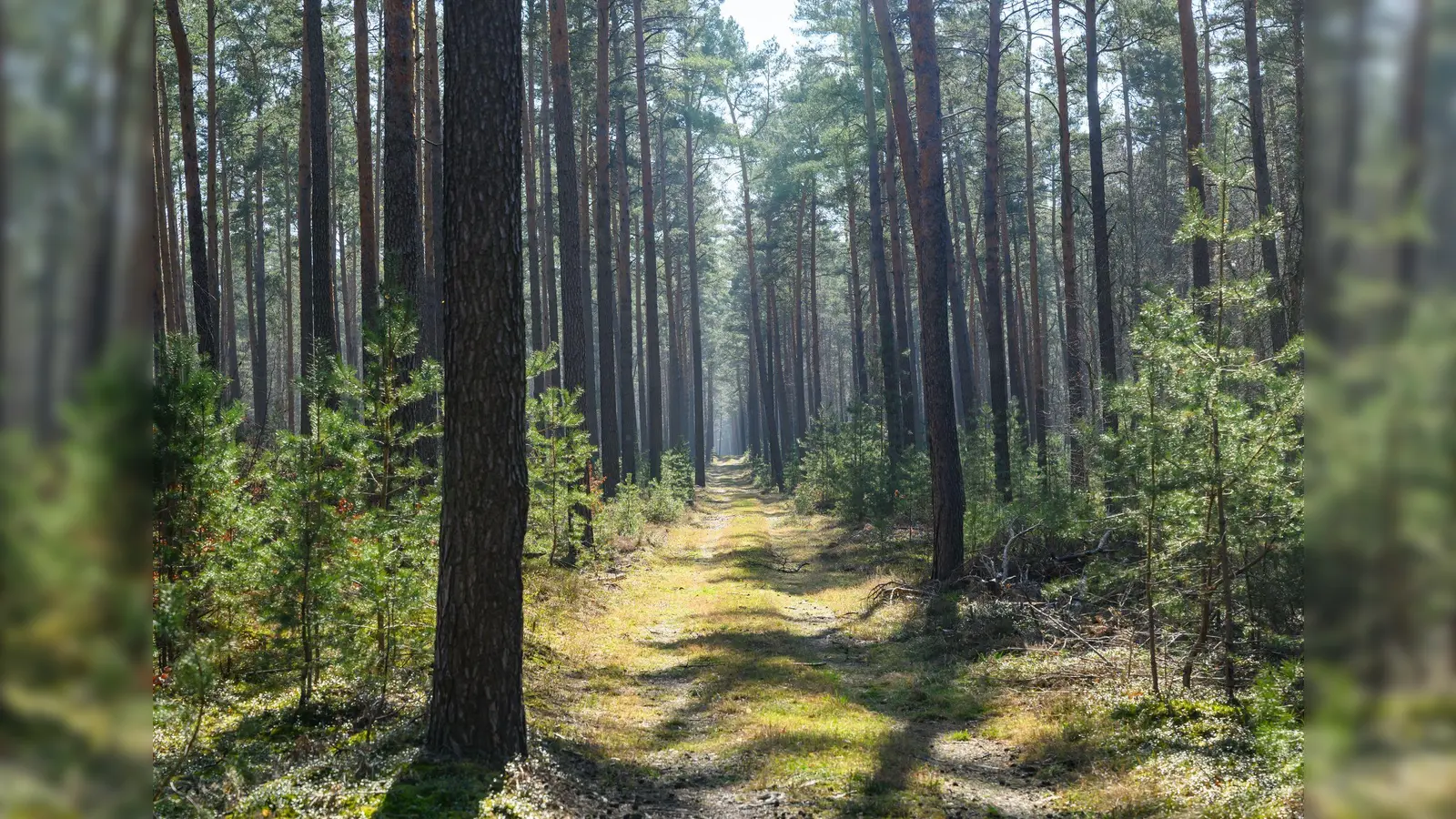 Trockene Wälder wie etwa die Kiefernwälder in Brandenburg haben oft eine hohe Waldbrandgefährdung. (Foto: Patrick Pleul/dpa)