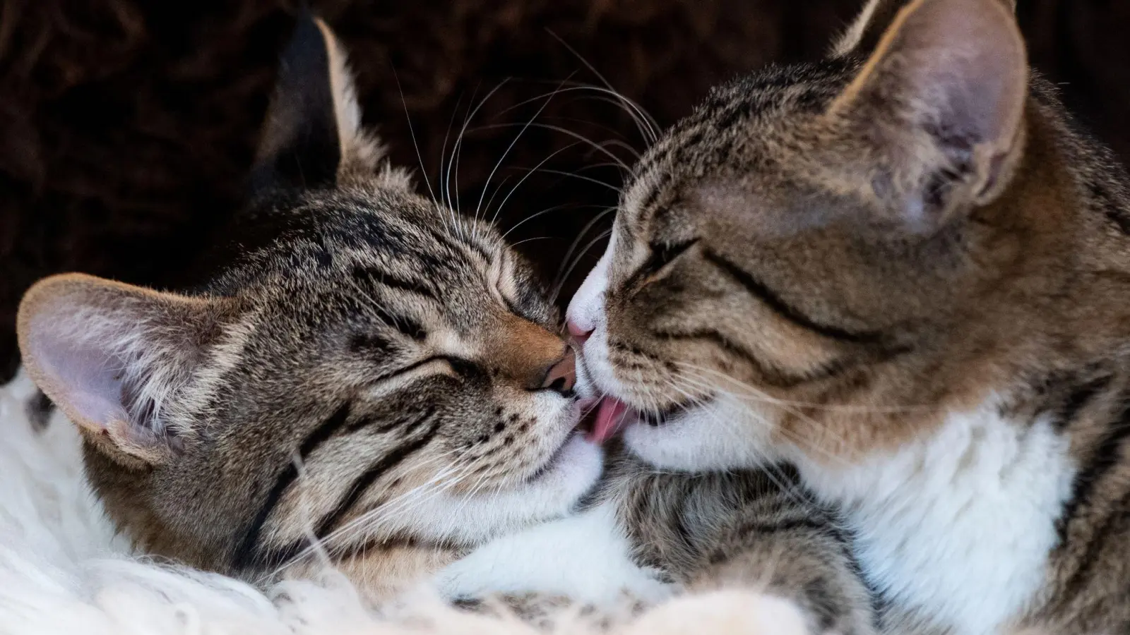 Können sich die Stubentiger gut riechen? Beim Zusammenstellen einer Katzen-WG sollte man auch auf ähnliche Temperamente achten. (Foto: Franziska Gabbert/dpa-tmn/Archivbild)