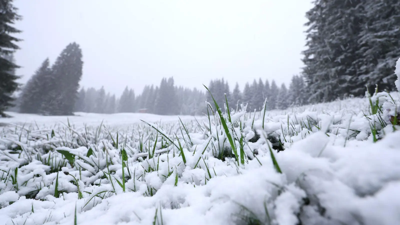 In höheren Lagen ist noch einmal Neuschnee gefallen. Und es bleibt weiter kühl. (Foto: Karl-Josef Hildenbrand/dpa)