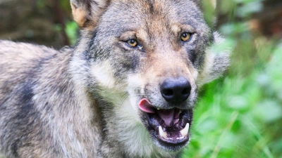 Die Polizei geht davon aus, dass es sich bei dem eingefangenen Wolf um ein zuvor in Blankenese gesichtetes Tier handelt. (Symbolbild) (Foto: Julian Stratenschulte/dpa)