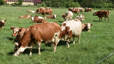 Kühe auf der Weide: Im Segment der Konsummilch steigt aktuell nur noch der Verbrauch von Weidemilch, doch immerhin bleiben die Absatzpreise aktuell stabil. (Foto: Fritz Arnold)