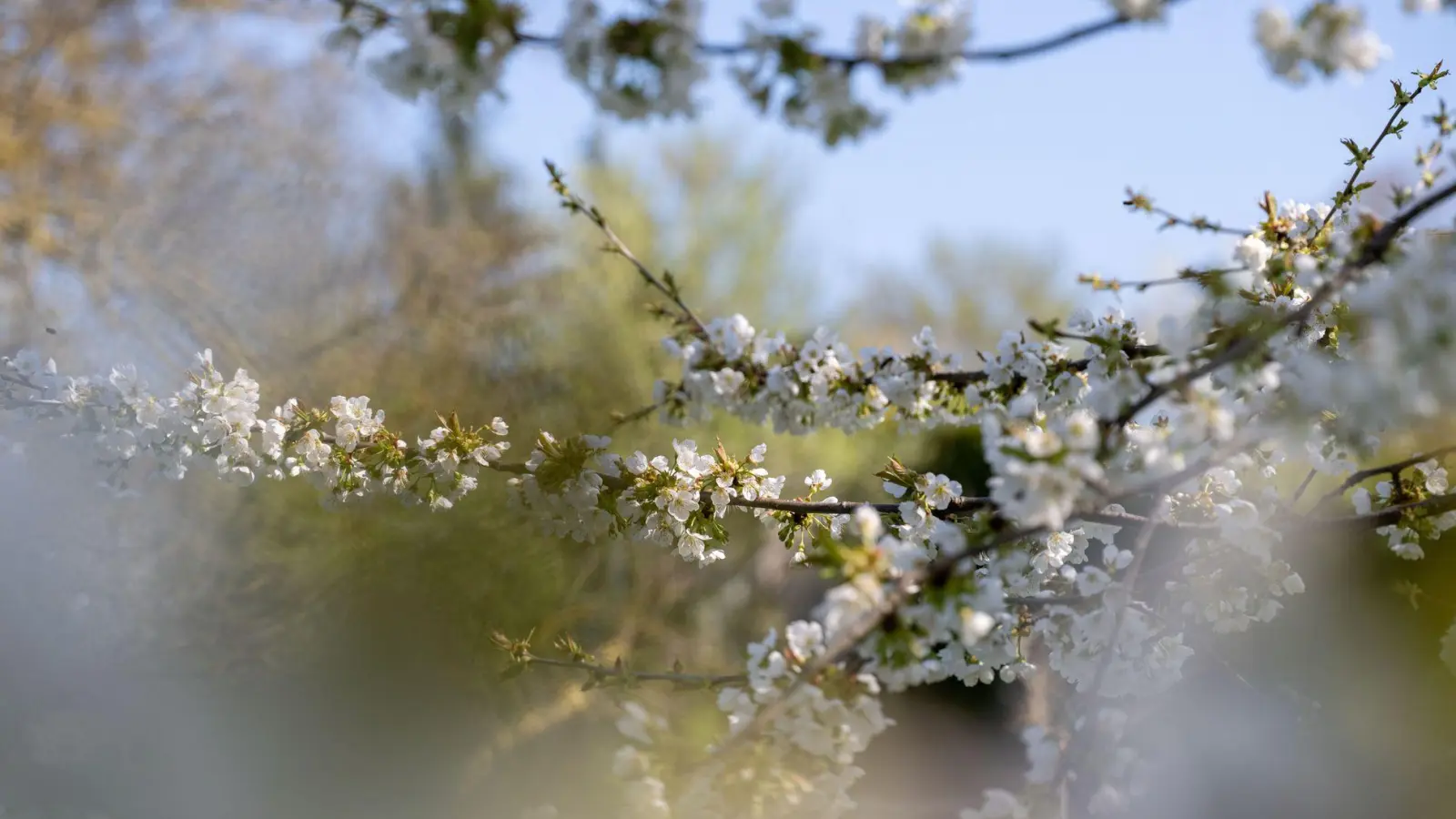 Blühende Bäume, wechselhafte Tage – der April macht seinem Namen alle Ehre. (Archivbild) (Foto: Pia Bayer/dpa)