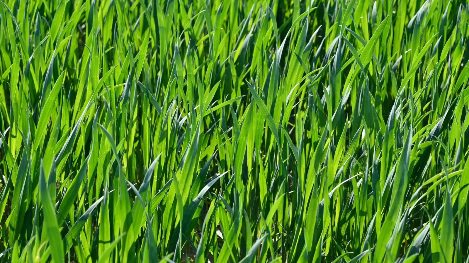 Ein Feld mit Winterweizen in Brandeburg. (Foto: Patrick Pleul/dpa)