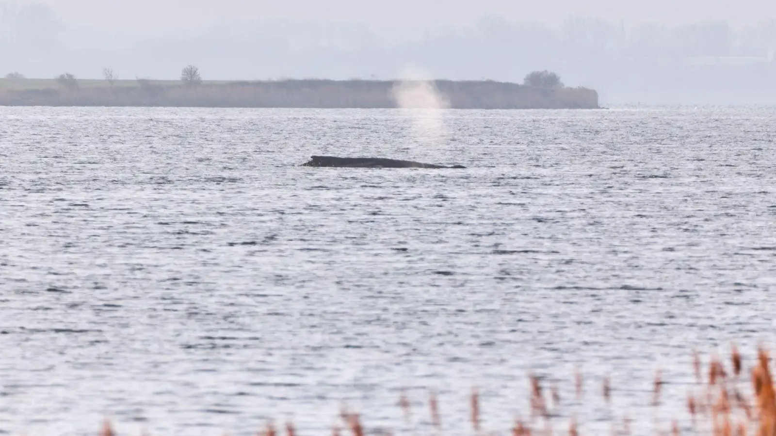 Die Umgebung des Wals wurde am Donnerstag für eine mögliche Bergung vermessen. (Foto: Marcus Golejewski/dpa)