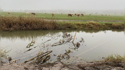 Einbau von Totholz als Lebensraum und Strukturelement.  (Foto: Wasserwirtschaftsamt)