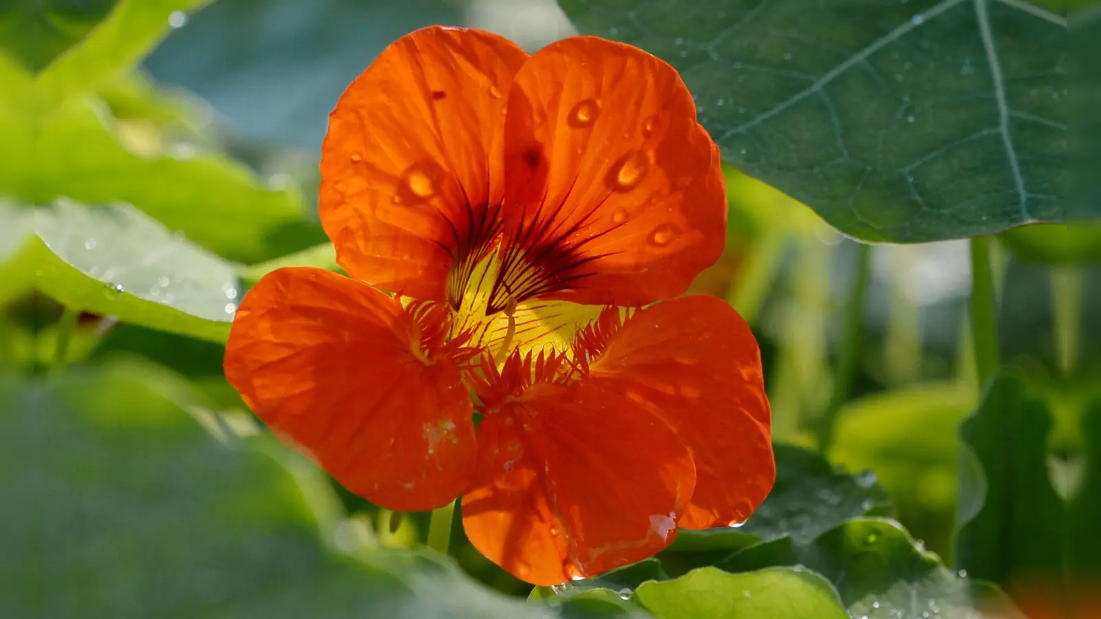 Wussten Sie, dass die Blüten der Kapuzinerkresse nicht nur hübsch, sondern auch richtig lecker sein können? (Foto: Andrea Warnecke/dpa-tmn)
