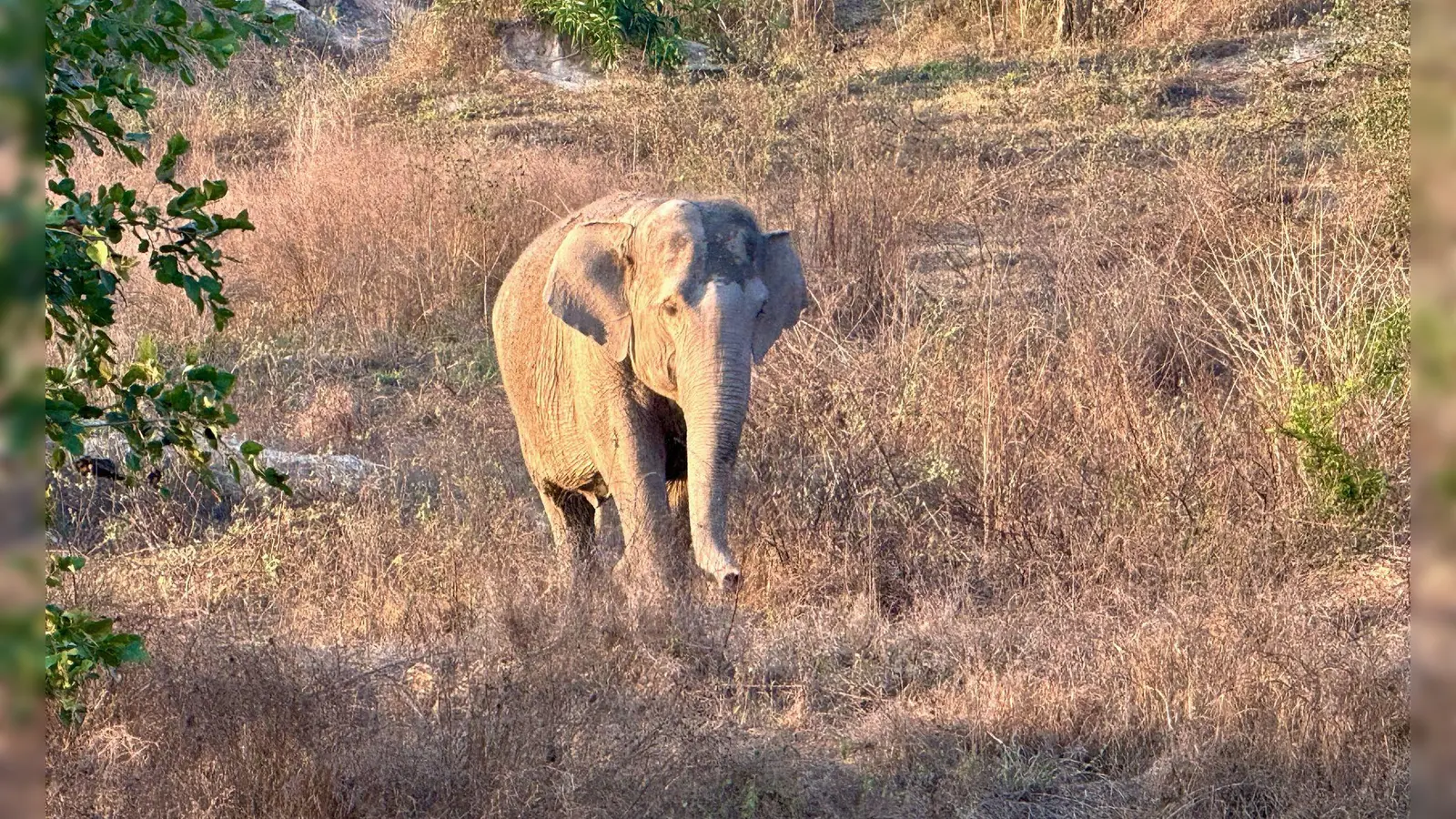 Asiatische Elefanten gelten als stark bedroht. (Archivbild) (Foto: Carola Frentzen/dpa)