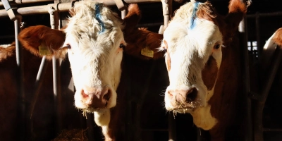 Landwirte sind angewiesen, den Gesundheitszustand ihrer Tiere täglich zu kontrollieren, um Krankheiten frühzeitig zu erkennen. Bei Weidehaltung ist das schwer umsetzbar. (Symbolbild: Antonia Müller)