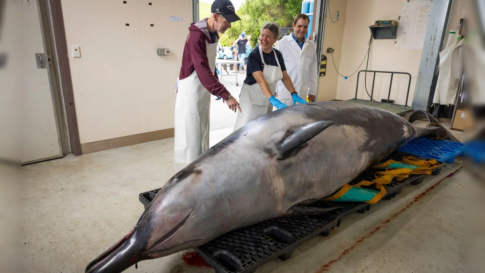 Wissenschaftler haben den Kadaver eines Bahamonde-Schnabelwals untersucht. (Archivbild) (Foto: Derek Morrison/AP/dpa)