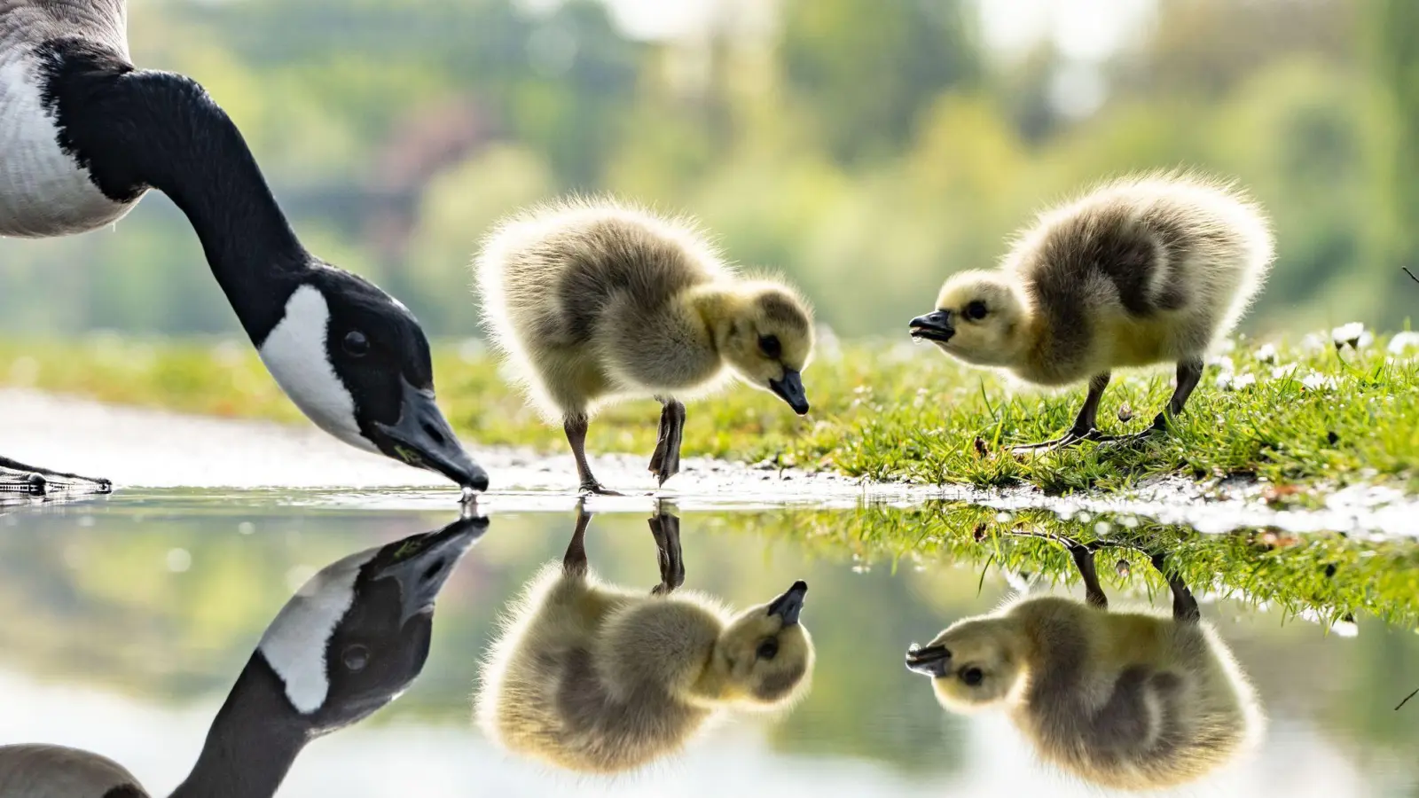 Auch in Bayern fühlen sich die Kanadagänse schon lange heimisch - das sorgt mancherorts für Probleme. (Archivbild) (Foto: Frank Rumpenhorst/dpa)