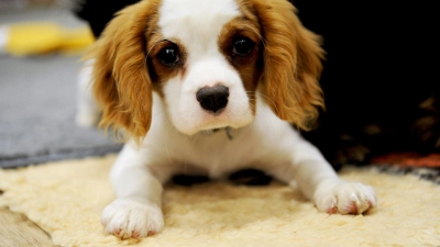 Ein toter Welpe ist am Samstag gefunden worden. (Symbolbild: Franziska Gabbert/dpa-tmn)