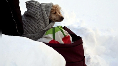 Tierischer Zuschauer beim Ski-Weltcup -in eine Decke eingewickelter Hund wartet an der Strecke der Langläufer. (Foto: Vesa Moilanen/Lehtikuva/dpa)