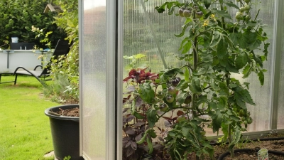 Ein geschützter Standort im Gewächshaus hilft Tomatenpflanzen, gesund durch den Sommer zu kommen. (Foto: Zacharie Scheurer/dpa-tmn)