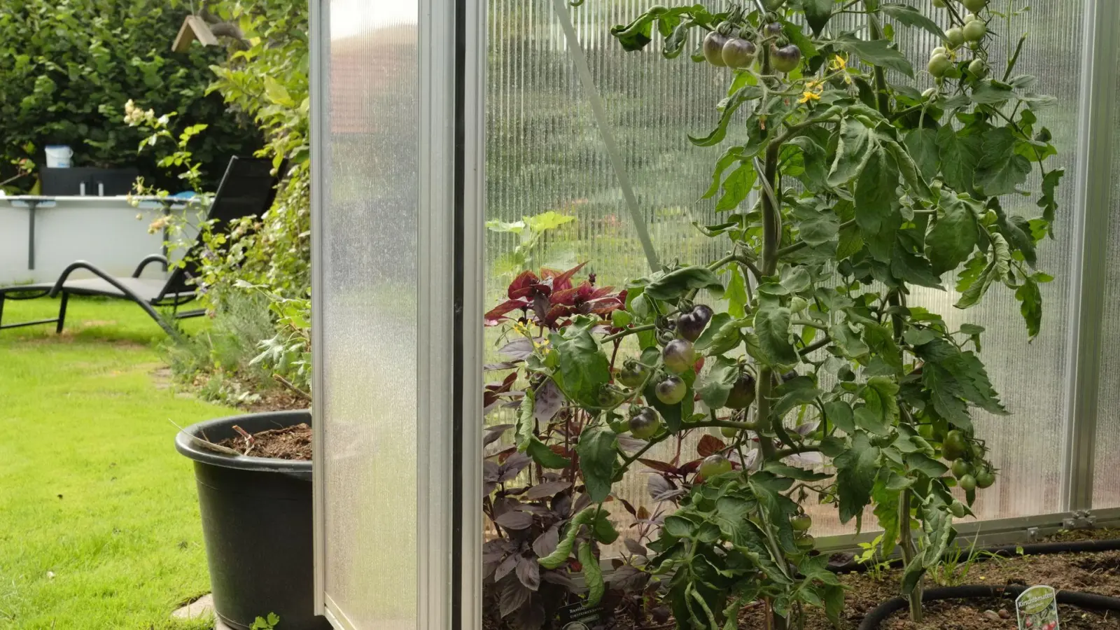 Ein geschützter Standort im Gewächshaus hilft Tomatenpflanzen, gesund durch den Sommer zu kommen. (Foto: Zacharie Scheurer/dpa-tmn)