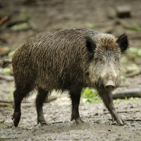 Das Wildschwein hat bislang nichts beschädigt auf dem Friedhof. (Symbolbild) (Foto: Fredrik von Erichsen/dpa)