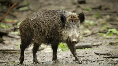 Das Wildschwein hat bislang nichts beschädigt auf dem Friedhof. (Symbolbild) (Foto: Fredrik von Erichsen/dpa)