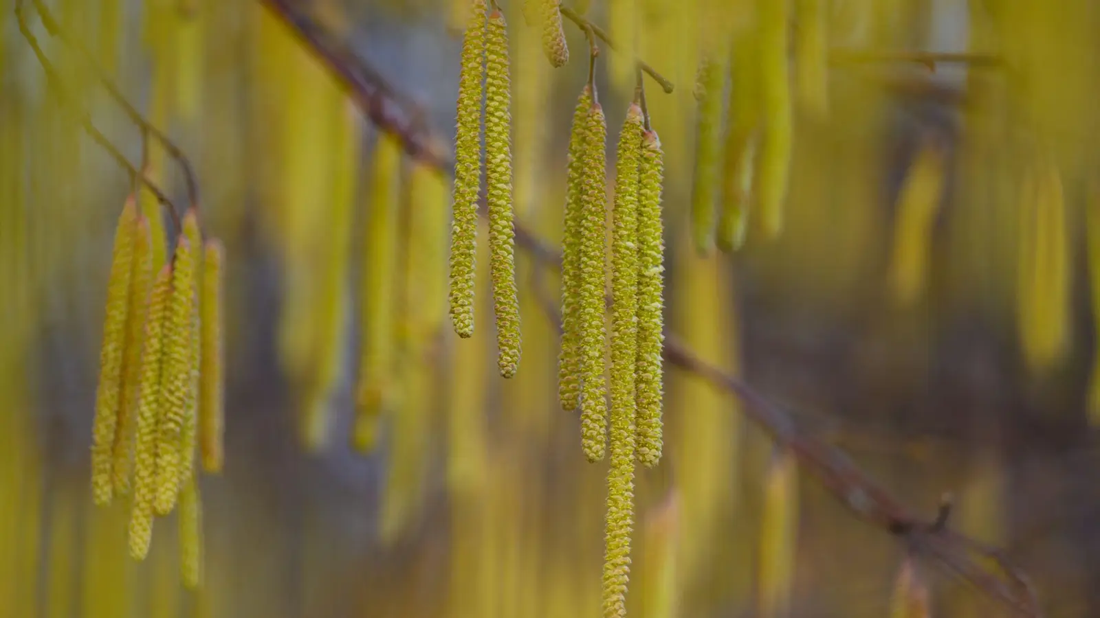 Menschen mit einer Haselpollen-Allergie könnten bereits Symptome spüren. (Foto: Patrick Pleul/dpa)