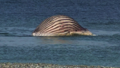 Der tote Buckelwal liegt aufgebläht vor der dänischen Insel Anholt (Foto: -/News5/dpa)