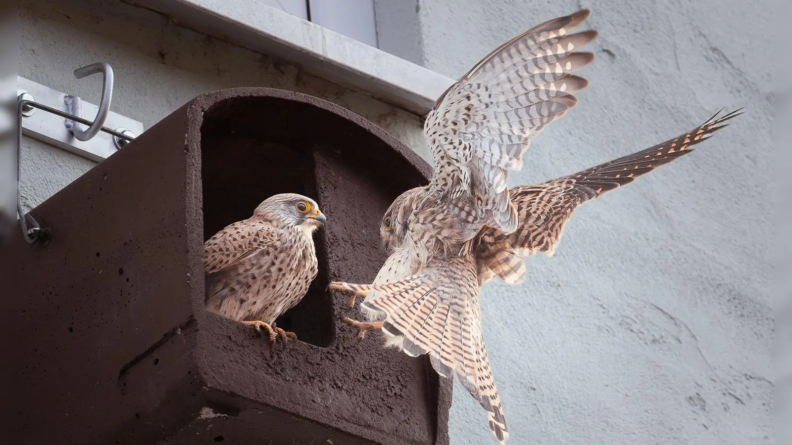 Das Beweisfoto: Ein Falkenpärchen hat es sich im Nistkasten an der Fassade des Lagerhauses gemütlich gemacht. (Foto: Sophie Strodtbeck)