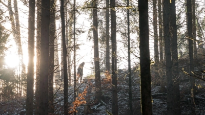 Wald ist oft in Privateigentum. Doch wem er genau gehört, ist bei manchen Flächen unklar.  (Foto: Daniel Vogl/dpa)