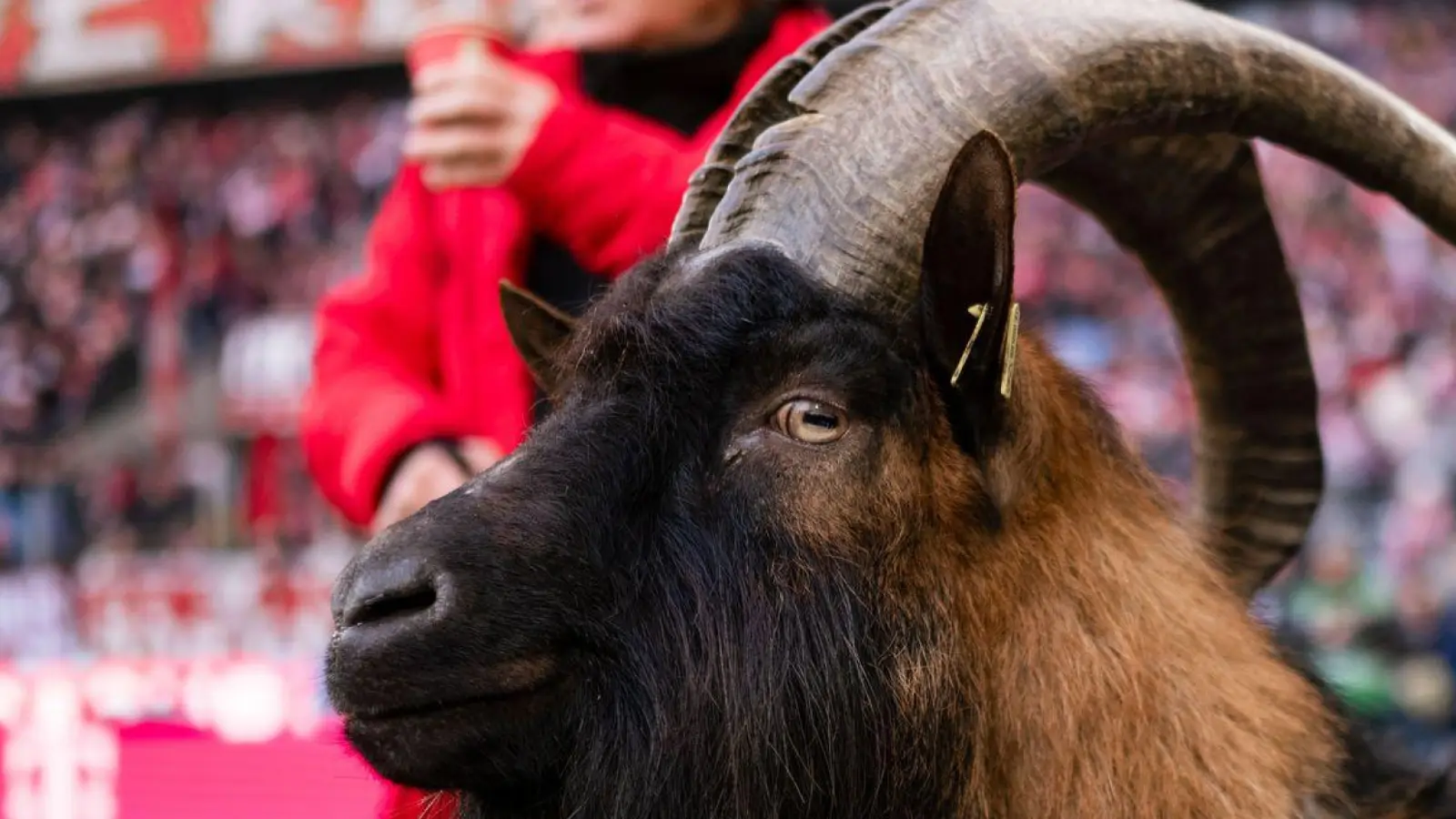 Kölns Maskottchen Hennes IX. ist Kult. (Foto: Marius Becker/dpa)