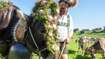 Über 30.000 Tiere verbrachten den Sommer auf den Bergweiden. (Archivbild) (Foto: Stefan Puchner/dpa)