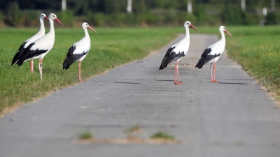 Ein kleiner Ort unweit vom Bodensee leidet unter den Vögeln (Symbolbild).  (Foto: Thomas Warnack/dpa)