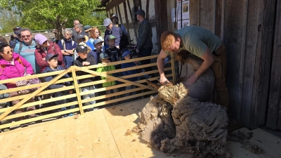 Interessiert verfolgen die Besucherinnen und Besucher die Schafschur. (Foto: Hans-Bernd Glanz)