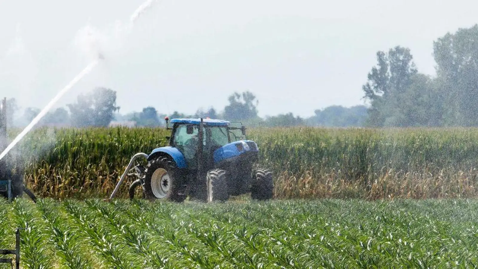 In der italienischen Landwirtschaft sind nach Schätzungen etwa 230.000 Menschen illegal beschäftigt, darunter viele Migranten. (Foto: Luca Bruno/AP/dpa)