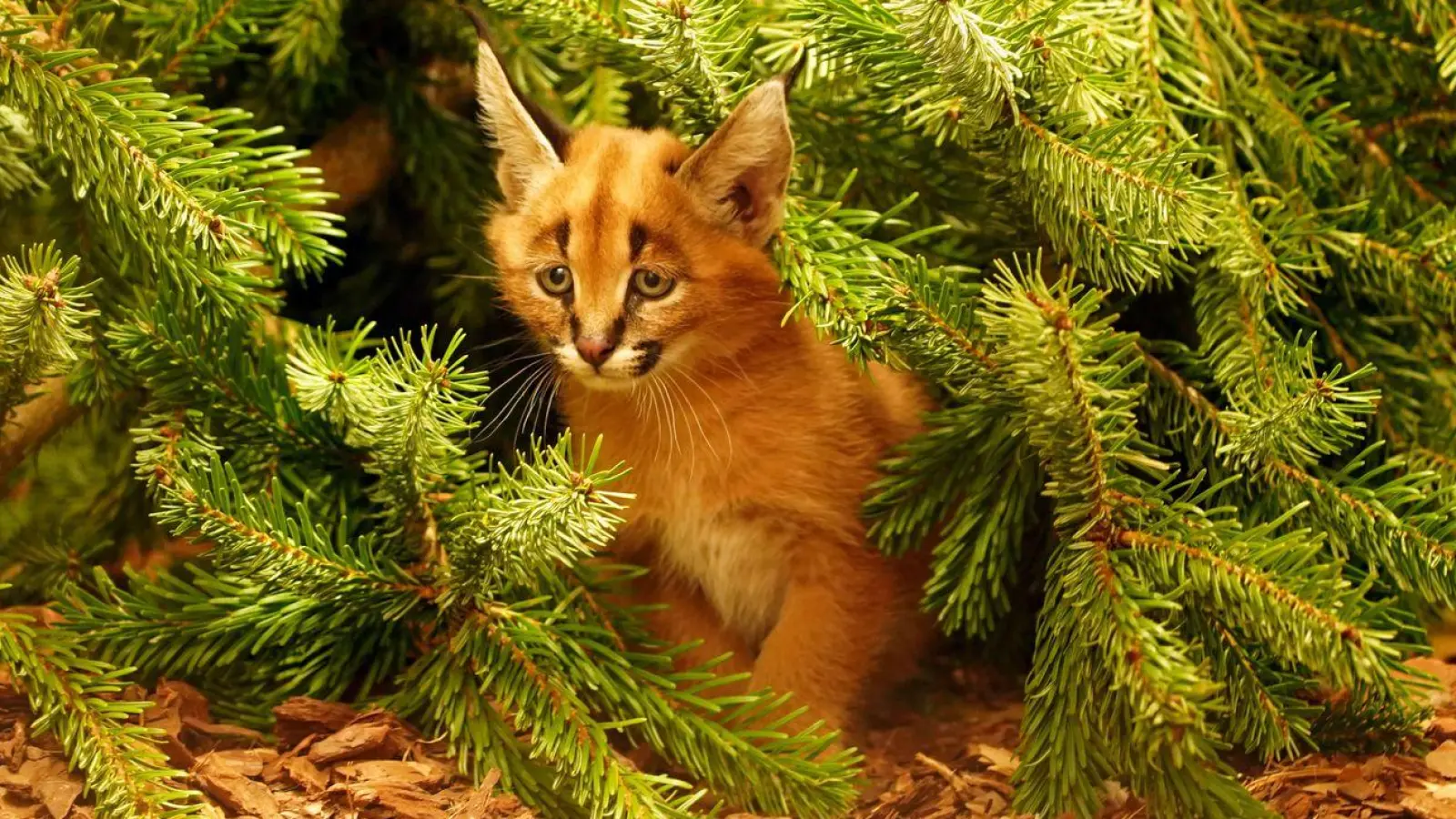 Das Karakal-Jungtier Karlos kam im November zur Welt. (Handout) (Foto: -/ Zoo Dresden/dpa)