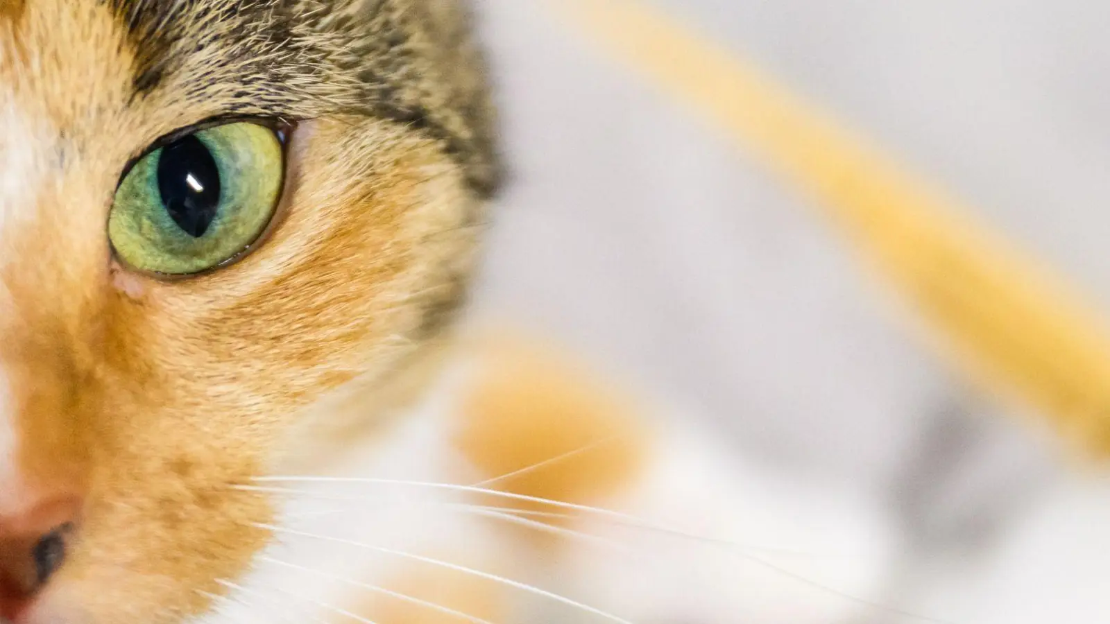 Eine der Katzen starb in der Brandwohnung. (Symbolbild) (Foto: Julian Stratenschulte/dpa)