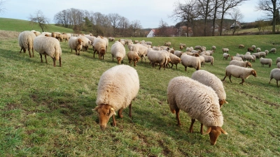 Schafhaltung ist Landschaftspflege, denn kräuterreichen Schafweiden bietehn Narung für Insekten und Vögel. (Foto: Nicole Gunkel)