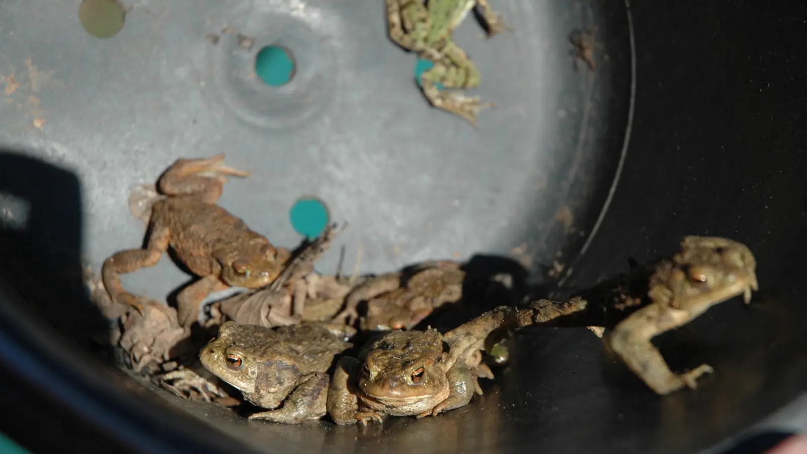Kröten werden bei ihrer Wanderung in Eimern gesammelt. Ehrenamtliche tragen diese Tag für Tag sicher über die Straße und lassen die Amphibien frei – wenn sie nicht vorher nachts gefressen wurden. (Foto: Anita Dlugoß)