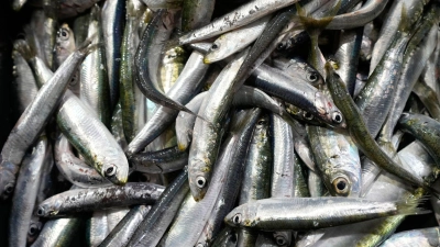 Der Großteil des europäischen Bedarfs an Sardinen wird mit Importen aus Marokko gedeckt. (Symbolbild) (Foto: Darko Bandic/AP/dpa)