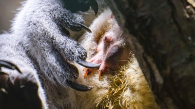 Koala-Nachwuchs in Duisburg: Das Jungtier schaut vorsichtig aus dem Beutel. (Foto: Mathias Appel/Zoo Duisburg /dpa)