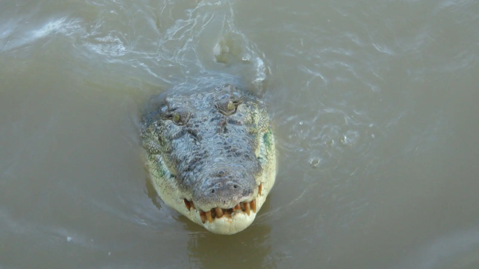 Salzwasserkrokodile gelten als extrem aggressiv. (Archivbild) (Foto: Carola Frentzen/dpa)