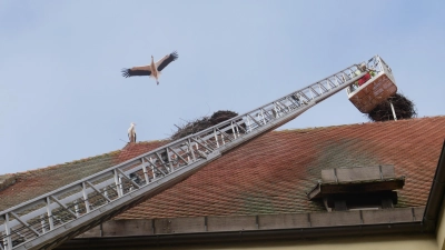 Hoch hinaus ging es mit der Drehleiter eines alten Feuerwehrautos im Innenhof des Hauses der Geschichte, um auf dem Dach die Storchenkamera auszutauschen. (Foto: Lisa-Maria Liebing)