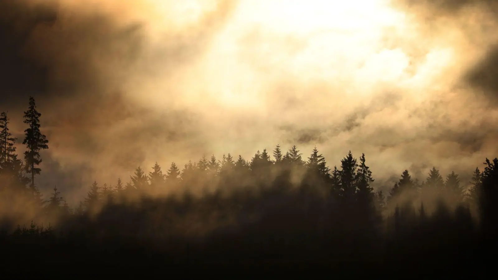 Wie geht es dem Wald in Bayern? Um das herauszufinden, sollen 17.000 Bäume untersucht werden. (Foto: Karl-Josef Hildenbrand/dpa)