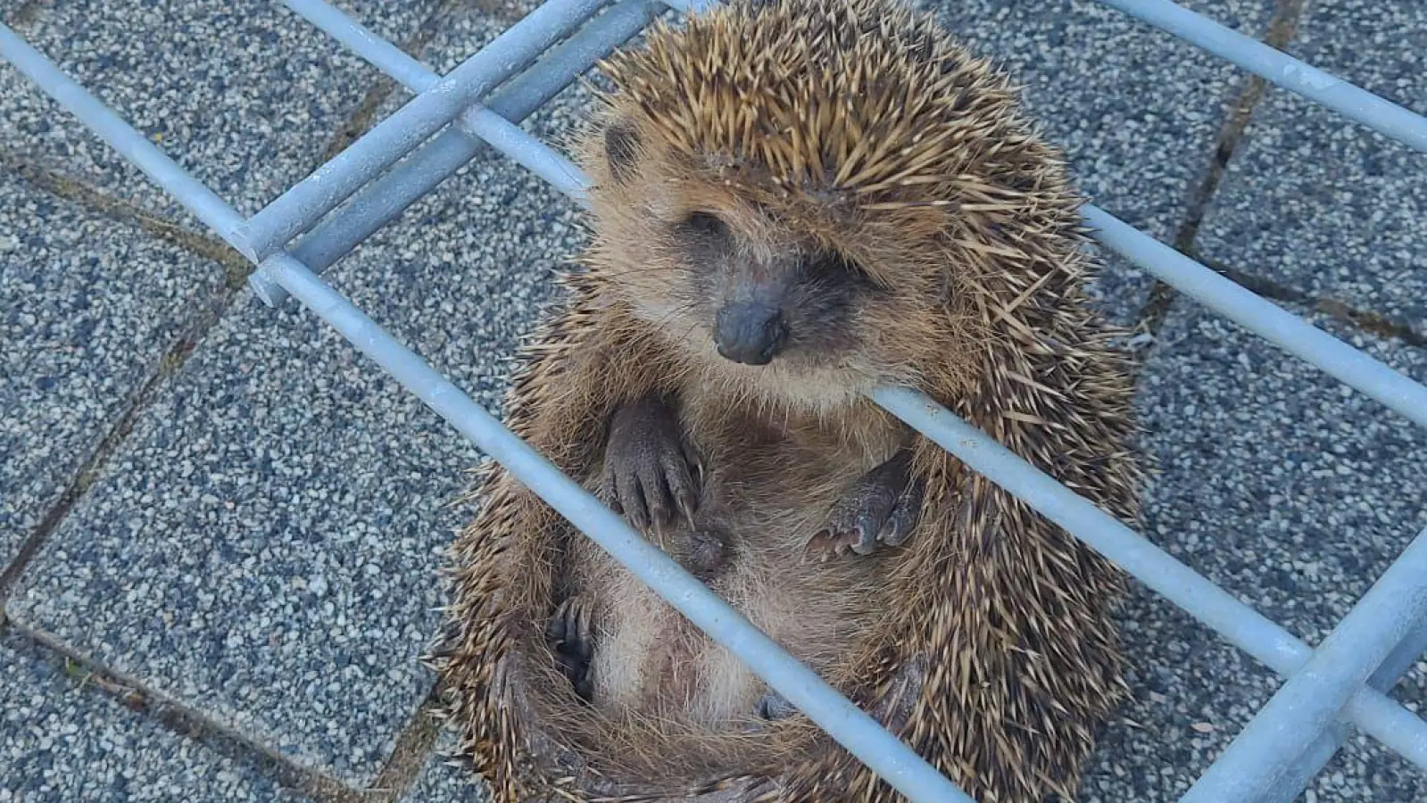 In einem Zaun hatte sich der Igel in Neustadt verfangen. (Foto: Polizei Mittelfranken)