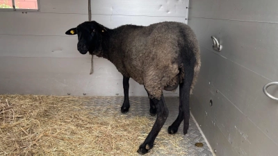 Vier Schafe überlebten den Transport und wurden in ein Tierheim gebracht. (Symbolbild) (Foto: Polizei Berlin/dpa)