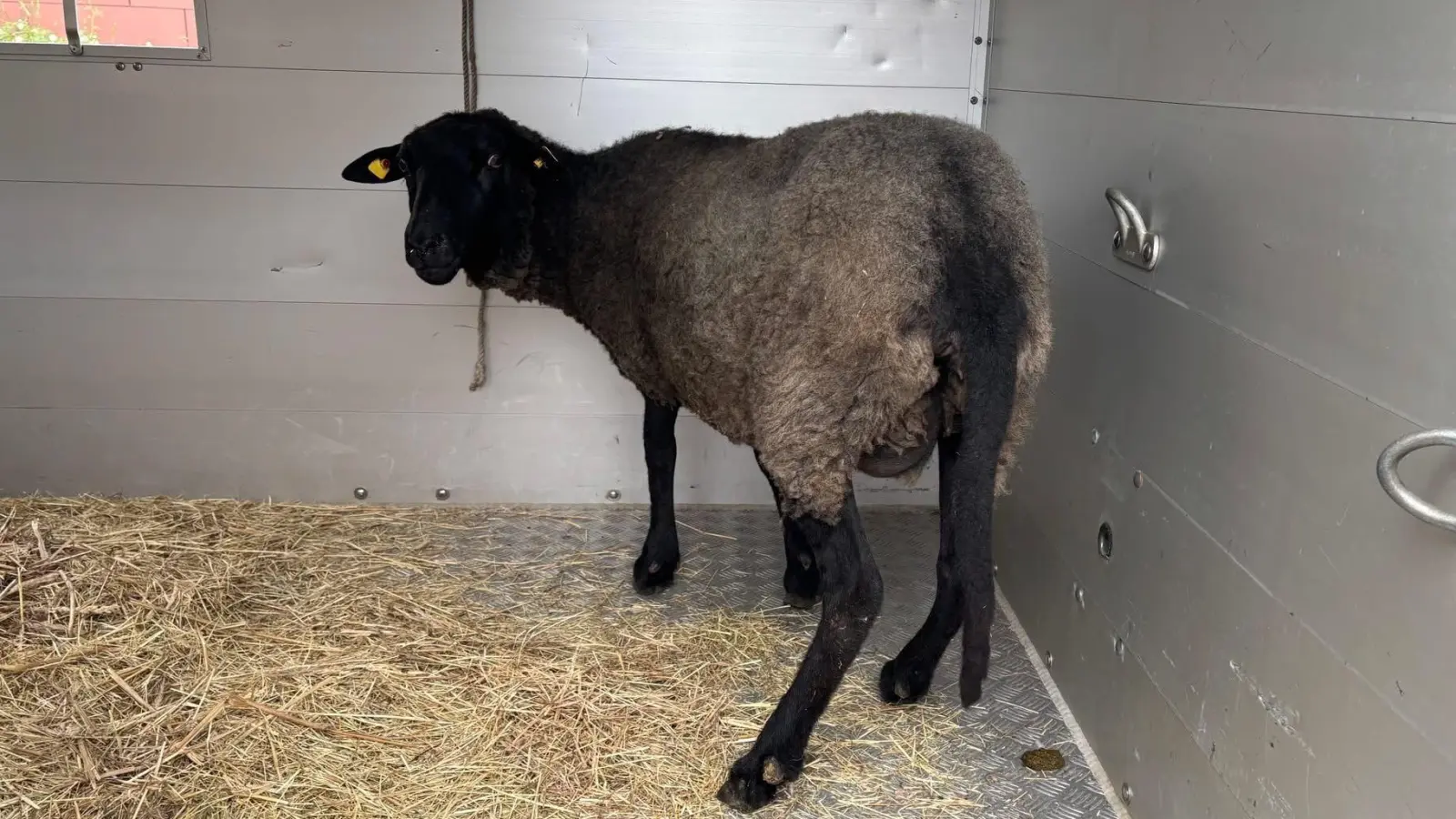 Vier Schafe überlebten den Transport und wurden in ein Tierheim gebracht. (Symbolbild) (Foto: Polizei Berlin/dpa)