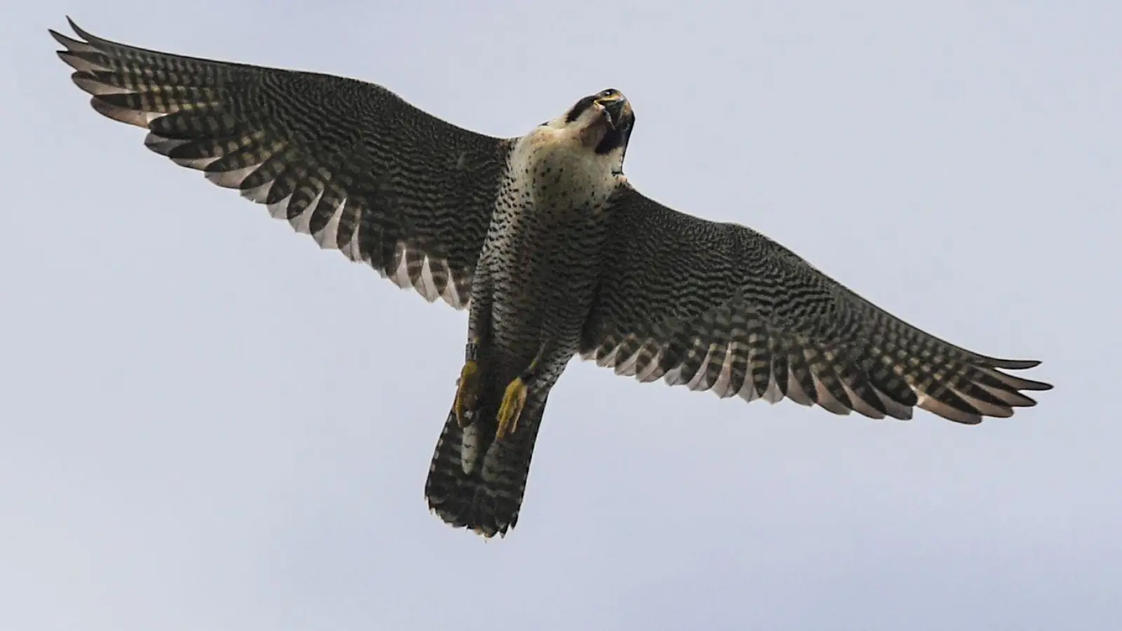 Nachwuchs für die Nürnberger Wanderfalken: Das erste Ei des Jahres wurde am Dienstag gelegt. (Symbolbild) (Foto: Patrick Pleul/dpa-Zentralbild/dpa)