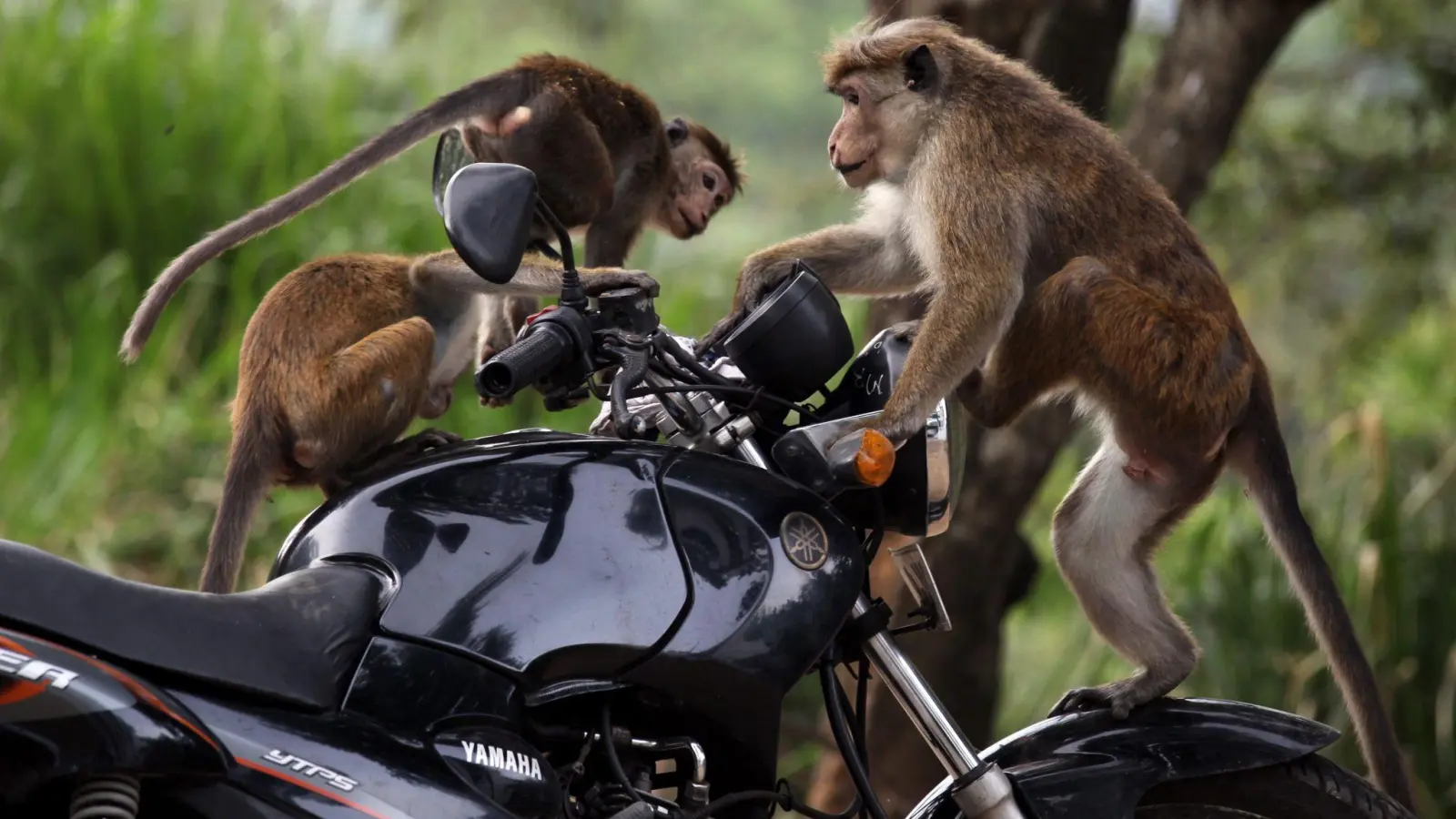 Ceylon-Hutaffen spielen auf einem Motorrad in Sri Lanka. (Foto: M.A.Pushpa Kumara/EPA/dpa)